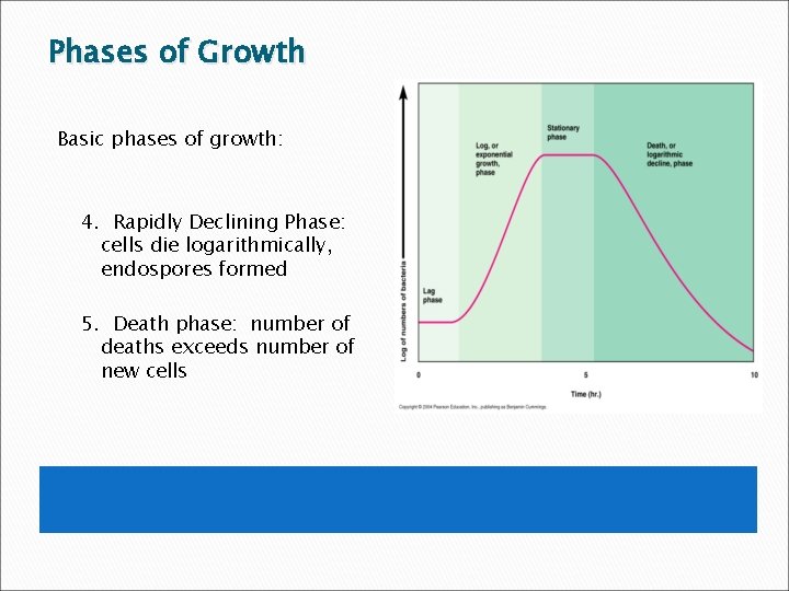 Phases of Growth Basic phases of growth: 4. Rapidly Declining Phase: cells die logarithmically,