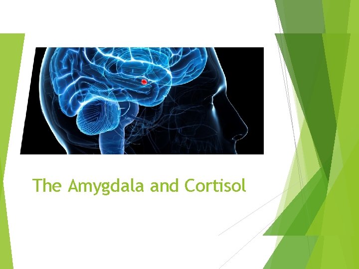 The Amygdala and Cortisol 