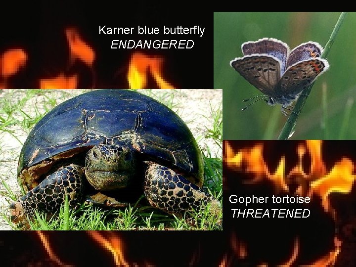 Karner blue butterfly ENDANGERED Gopher tortoise THREATENED 