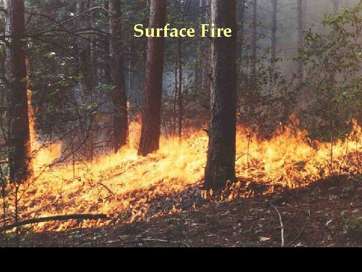 Surface Fire 
