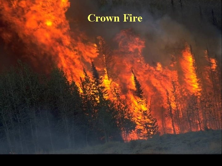 Crown Fire 