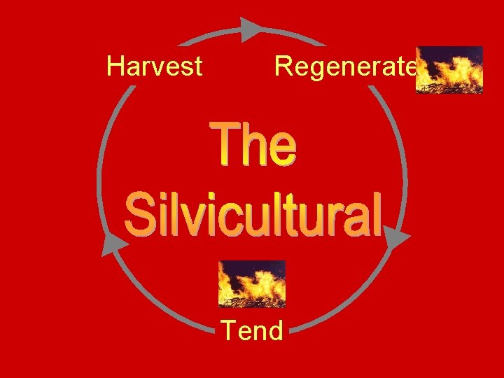 Harvest Regenerate Tend 
