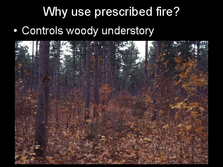 Why use prescribed fire? • Controls woody understory 