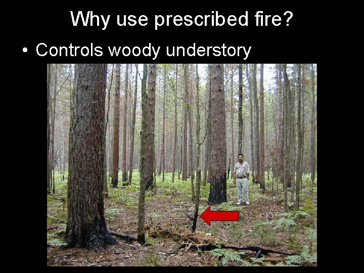 Why use prescribed fire? • Controls woody understory 