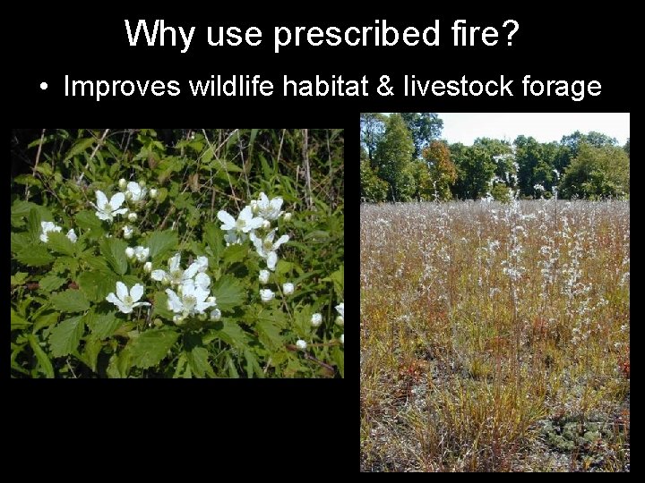 Why use prescribed fire? • Improves wildlife habitat & livestock forage 