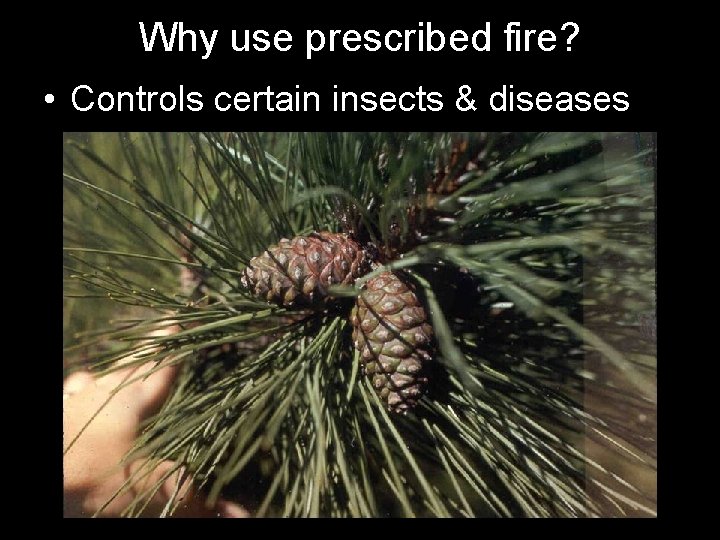 Why use prescribed fire? • Controls certain insects & diseases 