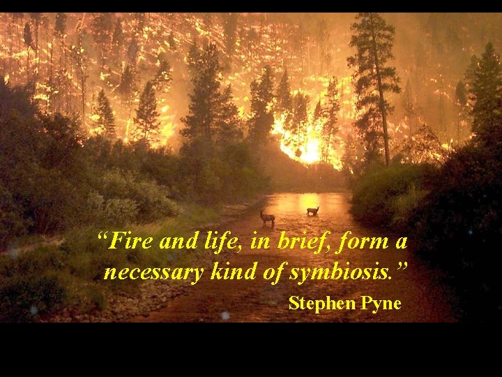 “Fire and life, in brief, form a necessary kind of symbiosis. ” Stephen Pyne