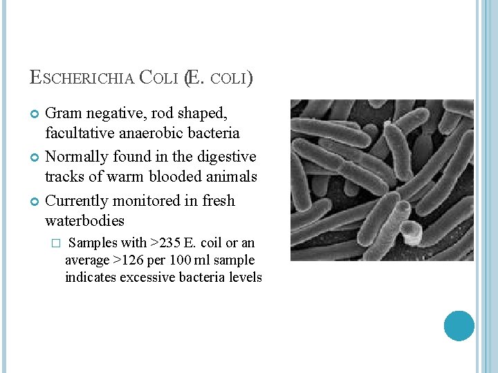 ESCHERICHIA COLI (E. COLI) Gram negative, rod shaped, facultative anaerobic bacteria Normally found in