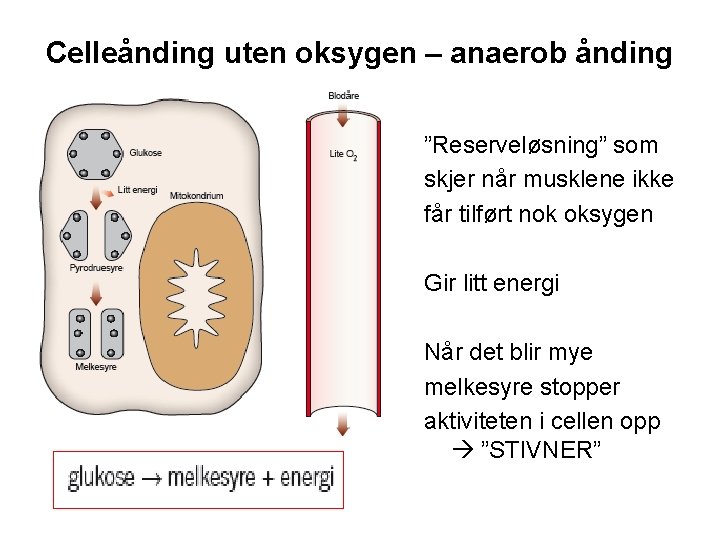 Celleånding uten oksygen – anaerob ånding ”Reserveløsning” som skjer når musklene ikke får tilført