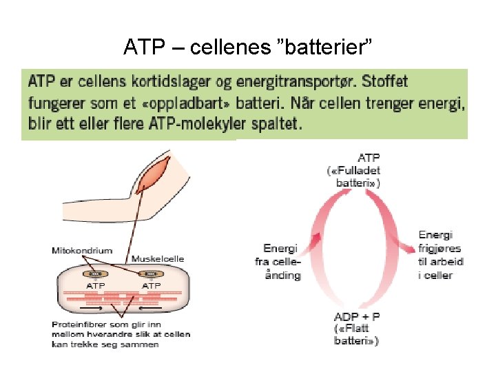 ATP – cellenes ”batterier” 
