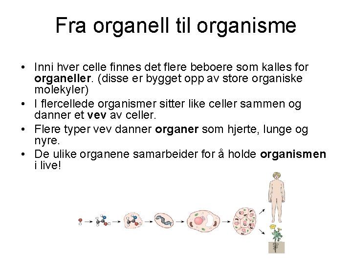 Fra organell til organisme • Inni hver celle finnes det flere beboere som kalles