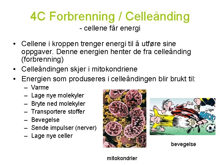 4 C Forbrenning / Celleånding - cellene får energi • Cellene i kroppen trenger