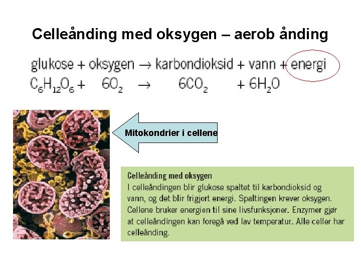 Celleånding med oksygen – aerob ånding Mitokondrier i cellene 
