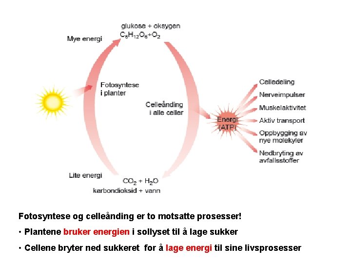 Fotosyntese og celleånding er to motsatte prosesser! • Plantene bruker energien i sollyset til