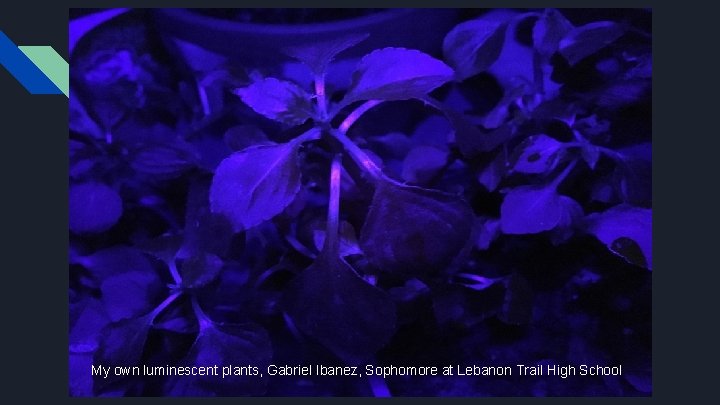 My own luminescent plants, Gabriel Ibanez, Sophomore at Lebanon Trail High School 