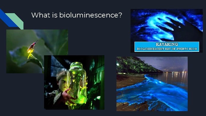 What is bioluminescence? 