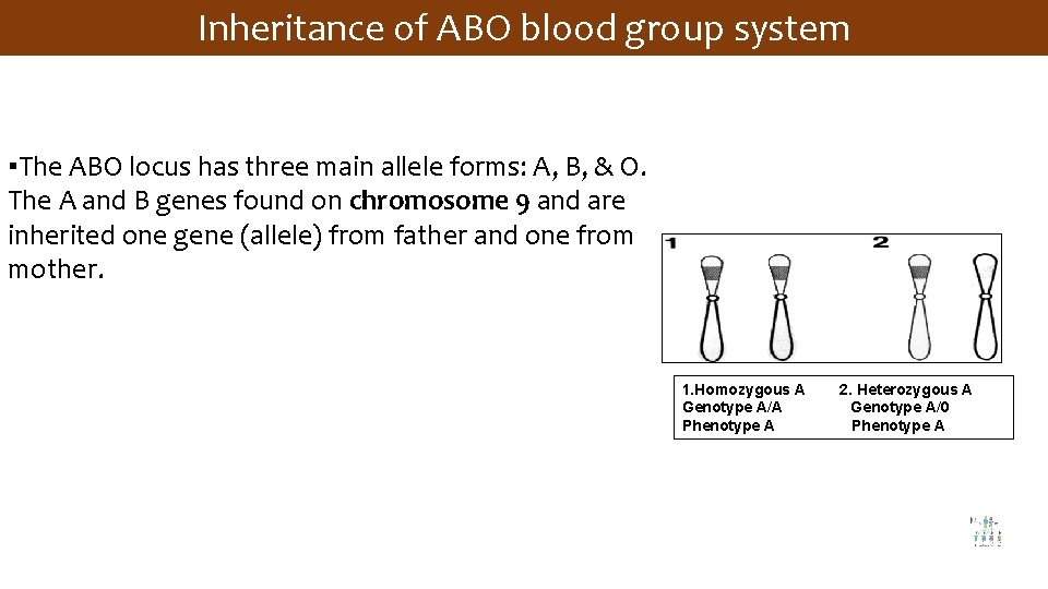 Inheritance of ABO blood group system ▪The ABO locus has three main allele forms: