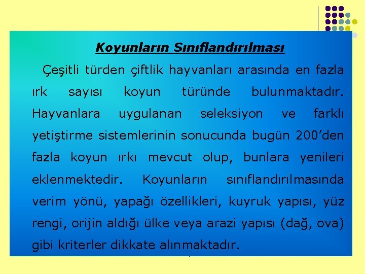 Koyunların Sınıflandırılması Çeşitli türden çiftlik hayvanları arasında en fazla ırk sayısı Hayvanlara koyun uygulanan