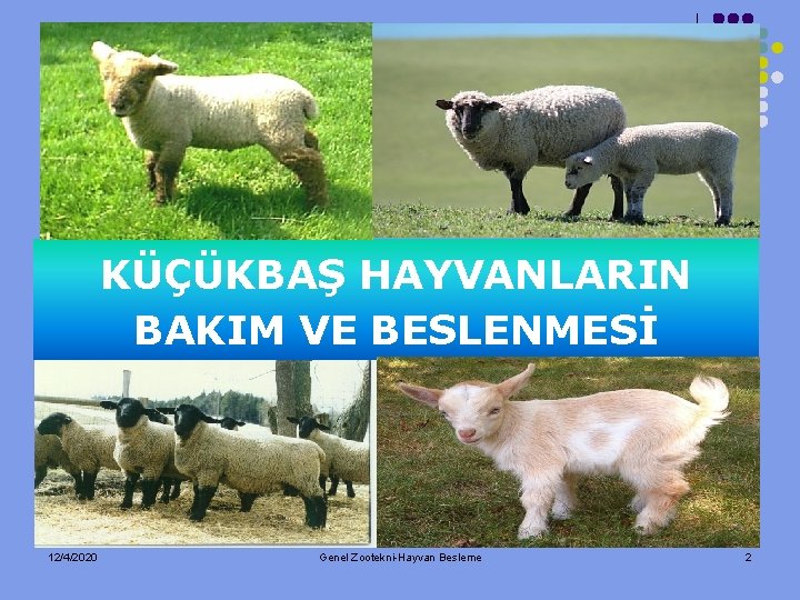 KÜÇÜKBAŞ HAYVANLARIN BAKIM VE BESLENMESİ 12/4/2020 Genel Zootekni-Hayvan Besleme 2 