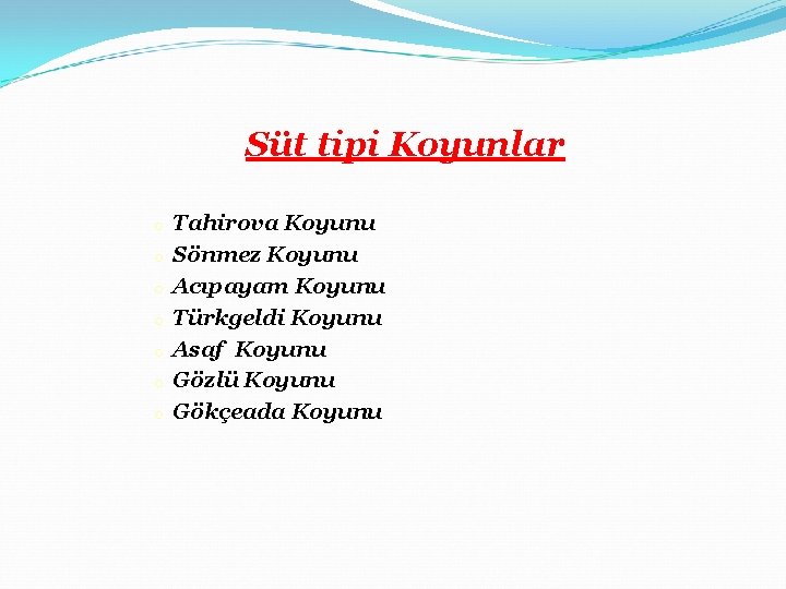 Süt tipi Koyunlar o o o o Tahirova Koyunu Sönmez Koyunu Acıpayam Koyunu Türkgeldi