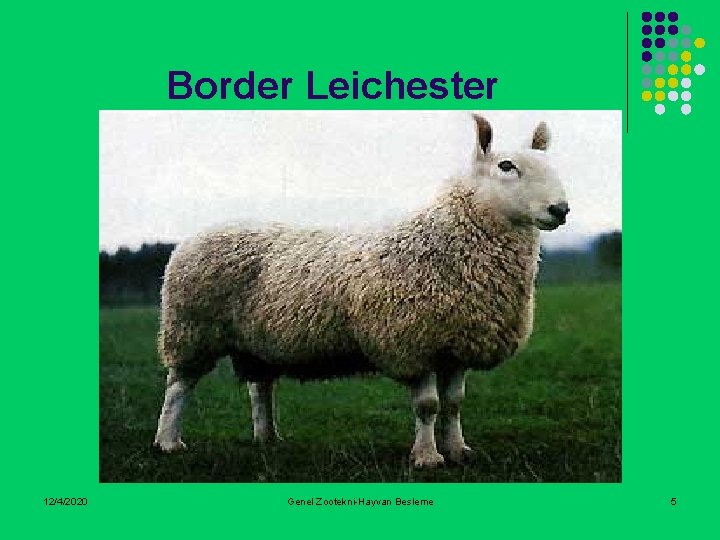 Border Leichester 12/4/2020 Genel Zootekni-Hayvan Besleme 5 