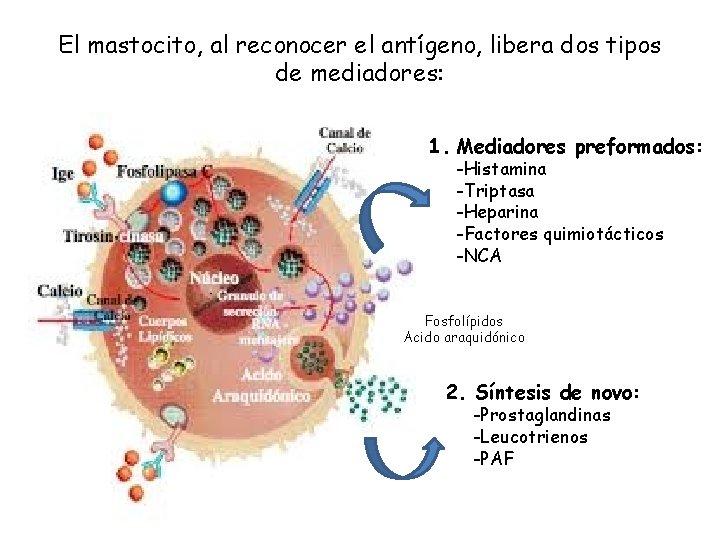 El mastocito, al reconocer el antígeno, libera dos tipos de mediadores: 1. Mediadores preformados: