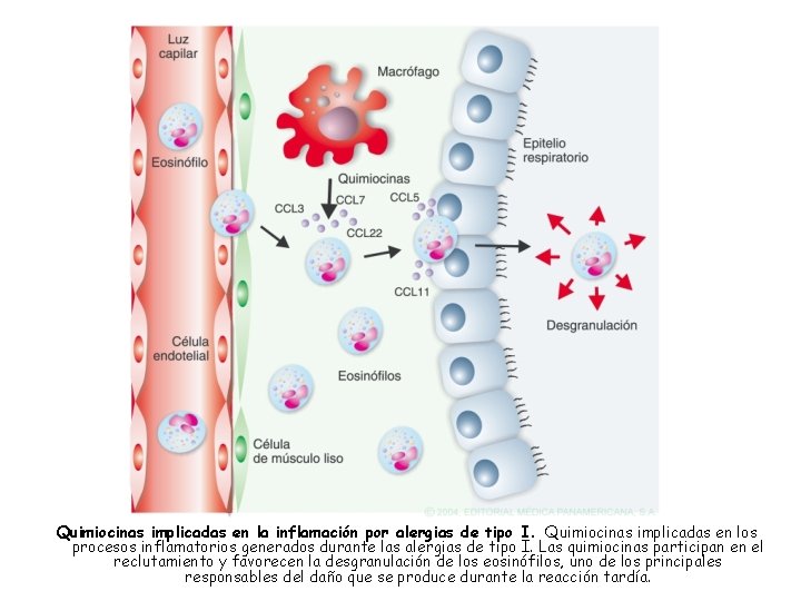 Capítulo 19 – Figura 2 Quimiocinas implicadas en la inflamación por alergias de tipo