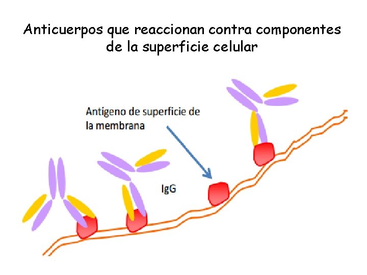 Anticuerpos que reaccionan contra componentes de la superficie celular 