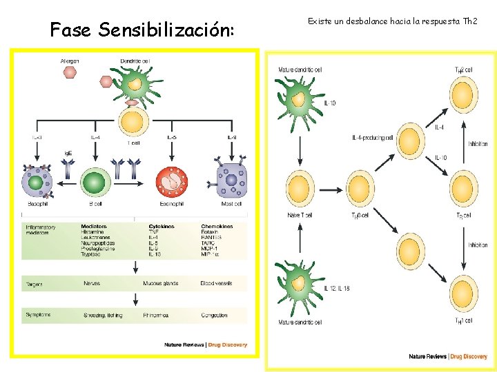 Fase Sensibilización: Existe un desbalance hacia la respuesta Th 2 