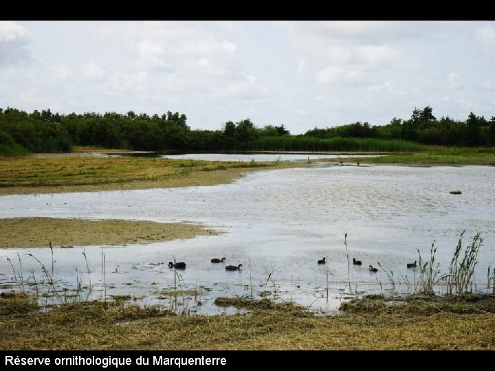 Réserve ornithologique du Marquenterre 