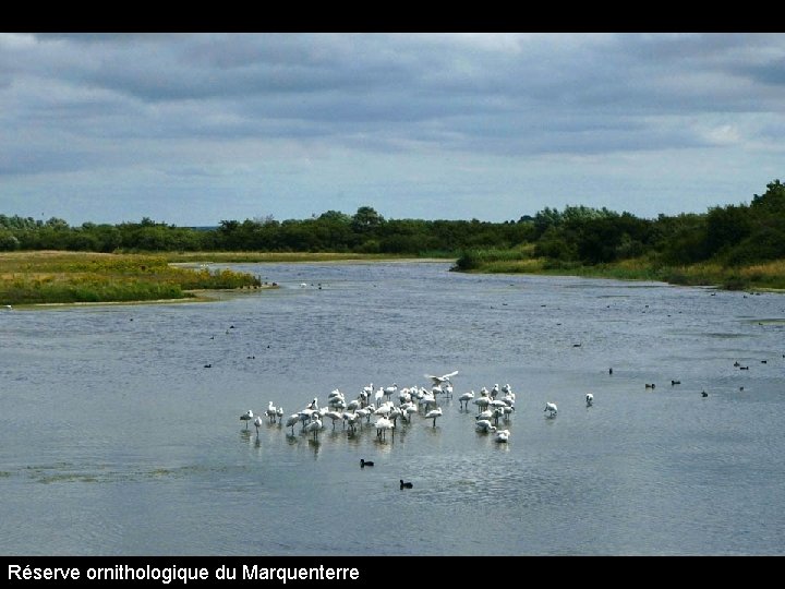 Réserve ornithologique du Marquenterre 