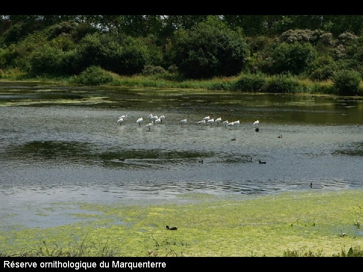 Réserve ornithologique du Marquenterre 