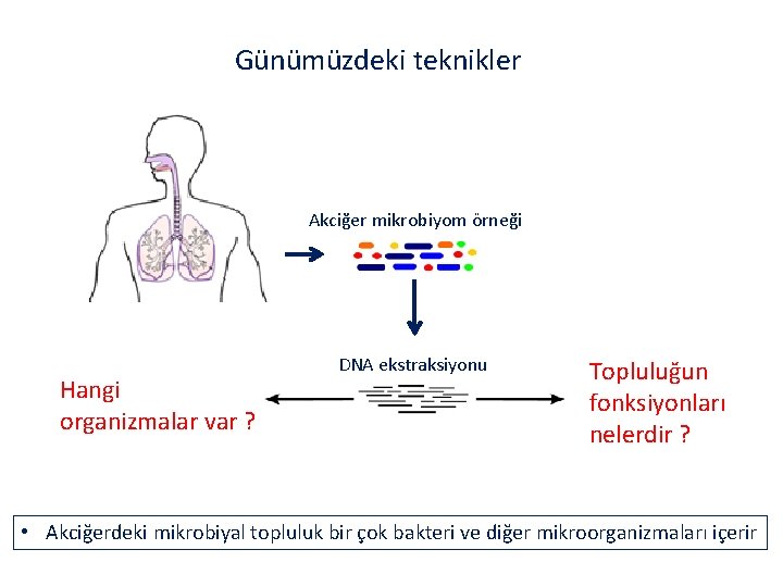 Günümüzdeki teknikler Akciğer mikrobiyom örneği Hangi organizmalar var ? DNA ekstraksiyonu Topluluğun fonksiyonları nelerdir