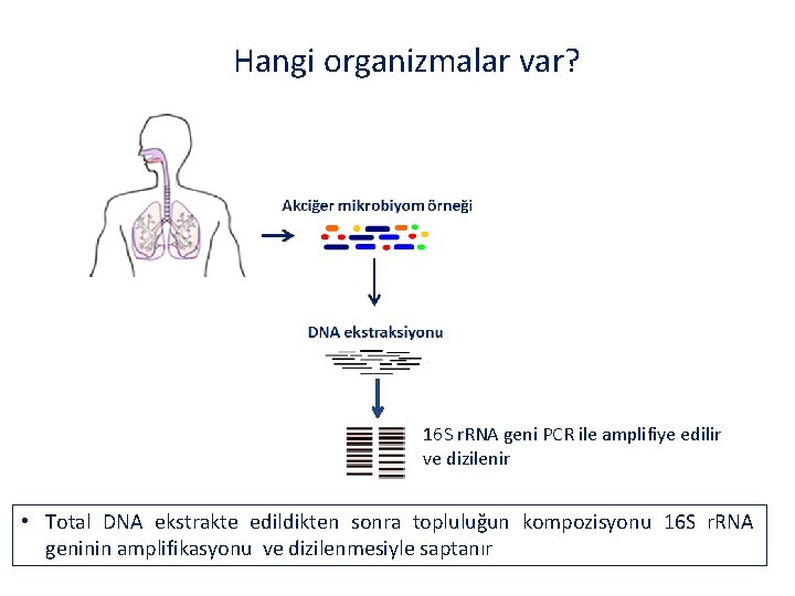 Hangi organizmalar var? 16 S r. RNA geni PCR ile amplifiye edilir ve dizilenir