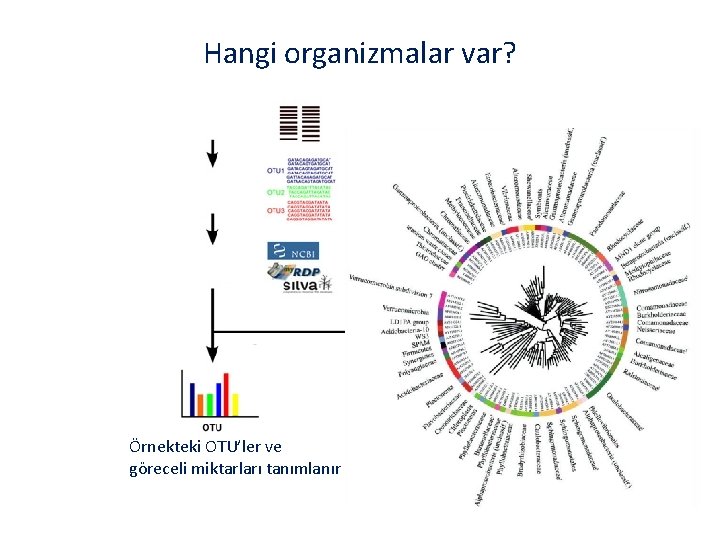 Hangi organizmalar var? Örnekteki OTU’ler ve göreceli miktarları tanımlanır Topluluk kompozisyonunun filogenetik görünümü belirlenir