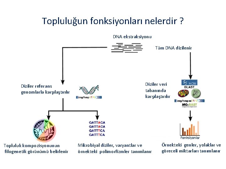 Topluluğun fonksiyonları nelerdir ? DNA ekstraksiyonu Tüm DNA dizilenir Diziler referans genomlarla karşılaştırılır Diziler