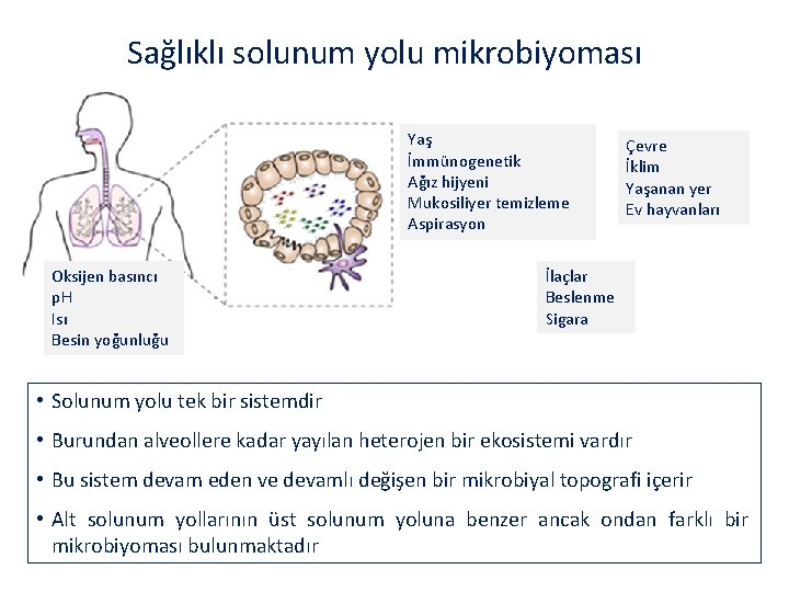 Sağlıklı solunum yolu mikrobiyoması Yaş İmmünogenetik Ağız hijyeni Mukosiliyer temizleme Aspirasyon Oksijen basıncı p.