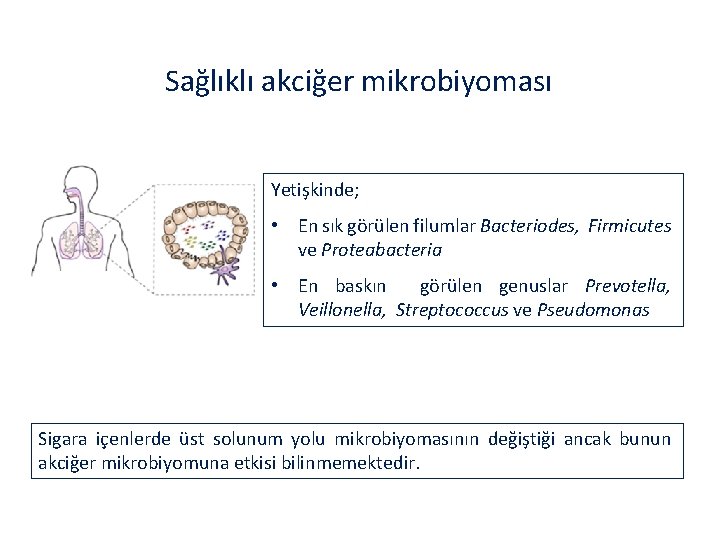 Sağlıklı akciğer mikrobiyoması Sağlık Hastalık Yetişkinde; • En sık görülen filumlar Bacteriodes, Firmicutes ve