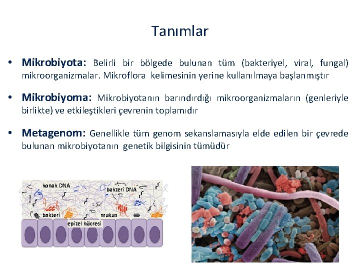 Tanımlar • Mikrobiyota: Belirli bir bölgede bulunan tüm (bakteriyel, viral, fungal) mikroorganizmalar. Mikroflora kelimesinin