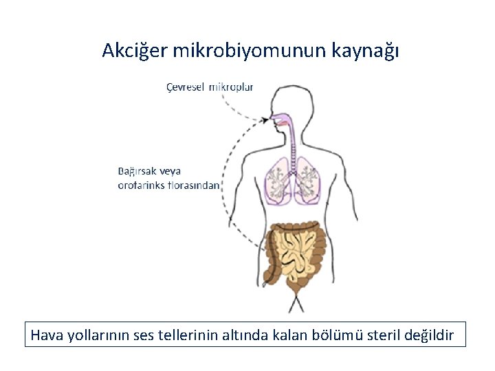 Akciğer mikrobiyomunun kaynağı Hava yollarının ses tellerinin altında kalan bölümü steril değildir 