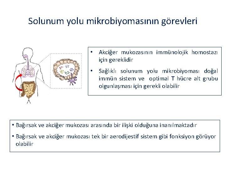 Solunum yolu mikrobiyomasının görevleri • Akciğer mukozasının immünolojik homostazı için gereklidir • Sağlıklı solunum