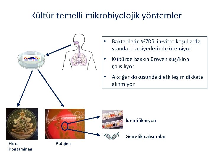 Kültür temelli mikrobiyolojik yöntemler • Bakterilerin %70’i in-vitro koşullarda standart besiyerlerinde üremiyor • Kültürde