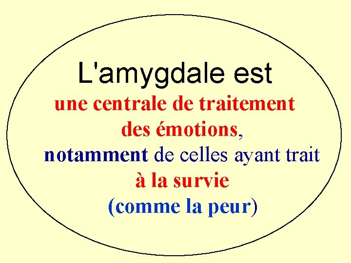  L'amygdale est une centrale de traitement des émotions, notamment de celles ayant trait