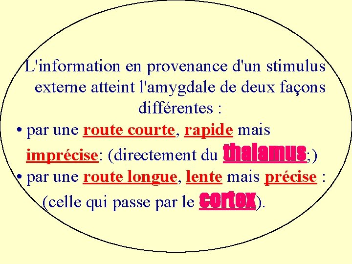  L'information en provenance d'un stimulus externe atteint l'amygdale de deux façons différentes :