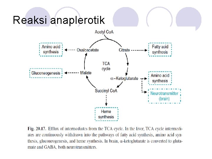 Reaksi anaplerotik 