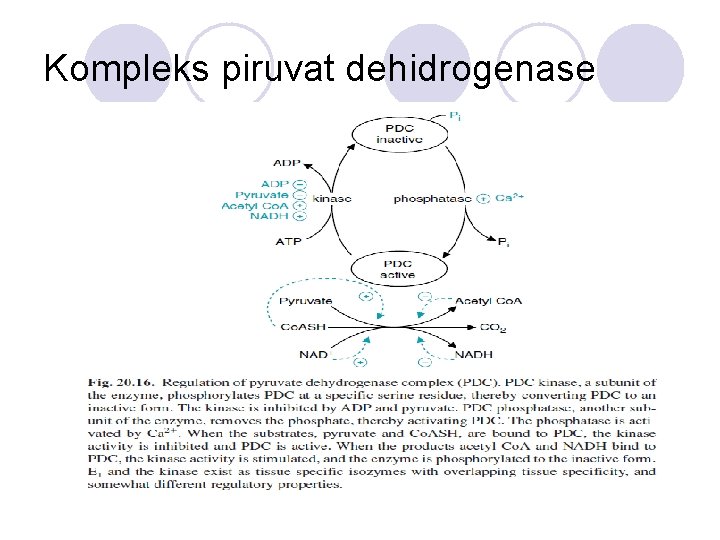 Kompleks piruvat dehidrogenase 