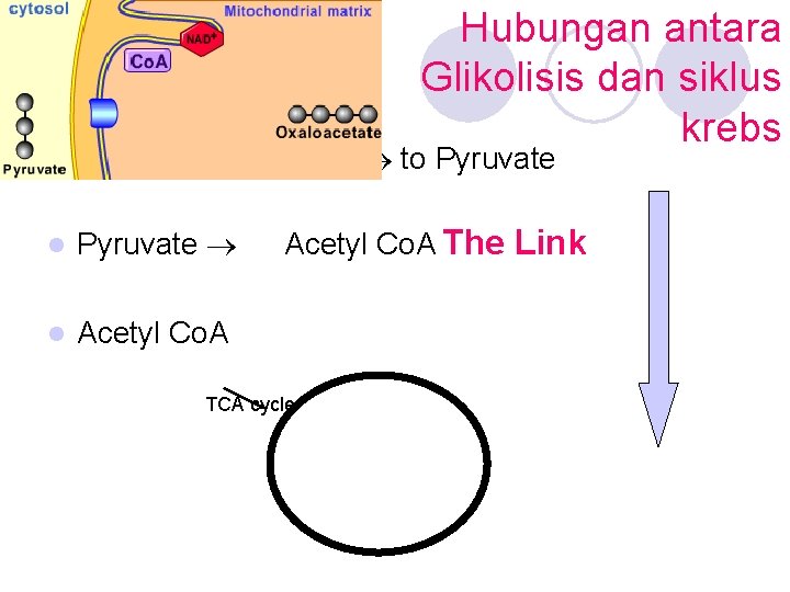 Hubungan antara Glikolisis dan siklus krebs l Glycolysis : Glucose to Pyruvate l Pyruvate