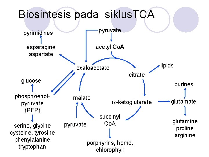 Biosintesis pada siklus. TCA pyruvate pyrimidines acetyl Co. A asparagine aspartate lipids oxaloacetate citrate