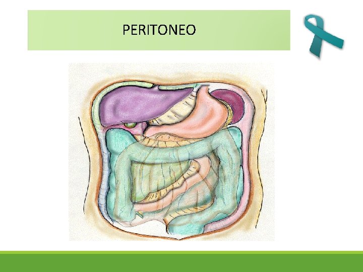 PERITONEO 