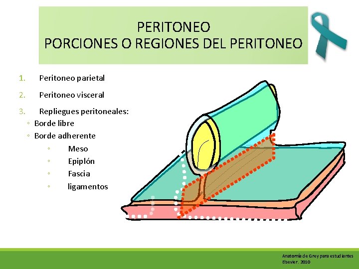 PERITONEO PORCIONES O REGIONES DEL PERITONEO 1. Peritoneo parietal 2. Peritoneo visceral 3. Repliegues